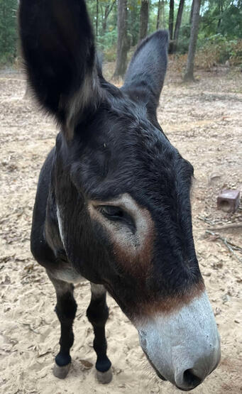 Jessie