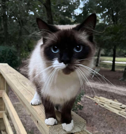 Pretty Boy
